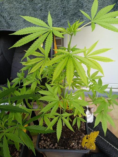 OUTDOOR GROWBOX 1 (5.+6.+6.1+7). Week 13