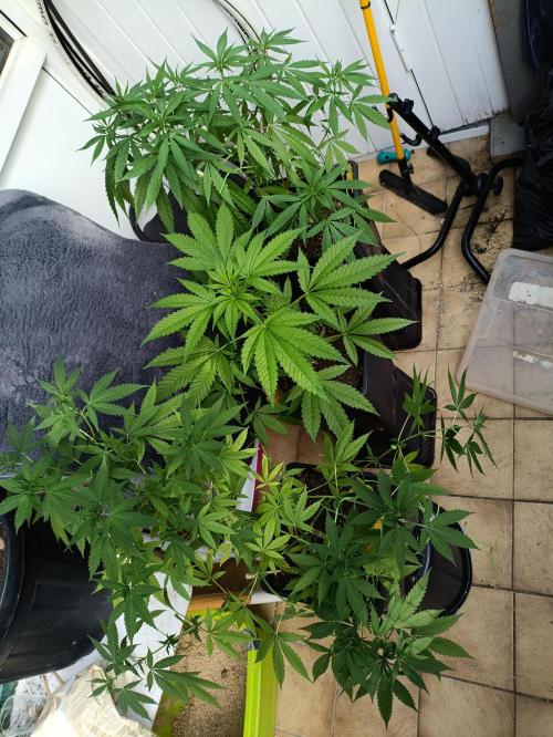 OUTDOOR GROWBOX 1 (5.+6.+6.1+7). Week 16