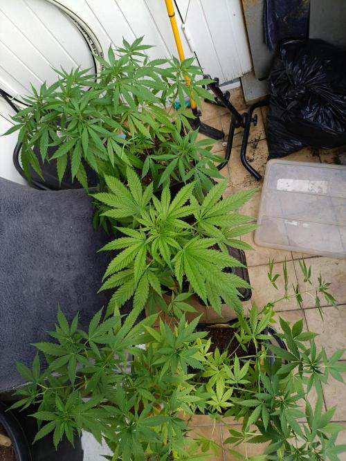 OUTDOOR GROWBOX 1 (5.+6.+6.1+7). Week 16