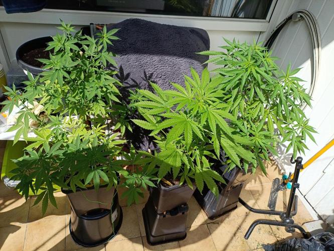 OUTDOOR GROWBOX 1 (5.+6.+6.1+7). Week 16