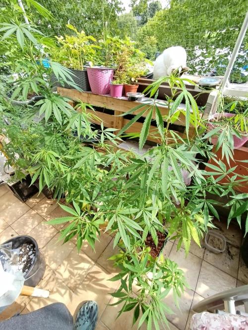 OUTDOOR GROWBOX 1 (5.+6.+6.1+7). Week 22