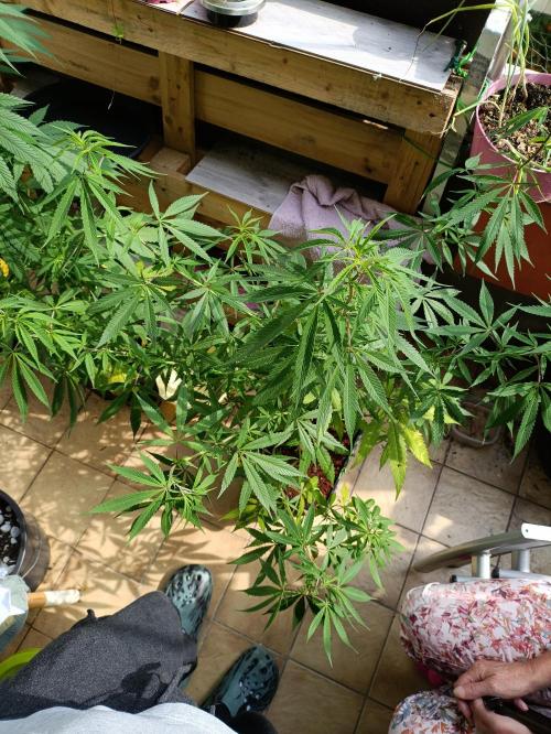 OUTDOOR GROWBOX 1 (5.+6.+6.1+7). Week 22