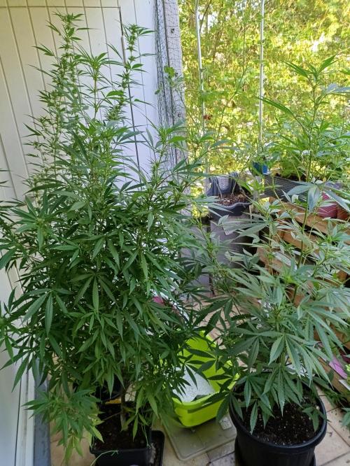 OUTDOOR GROWBOX 1 (5.+6.+6.1+7). Week 28