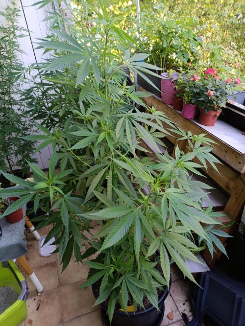 OUTDOOR GROWBOX 1 (5.+6.+6.1+7). Week 28