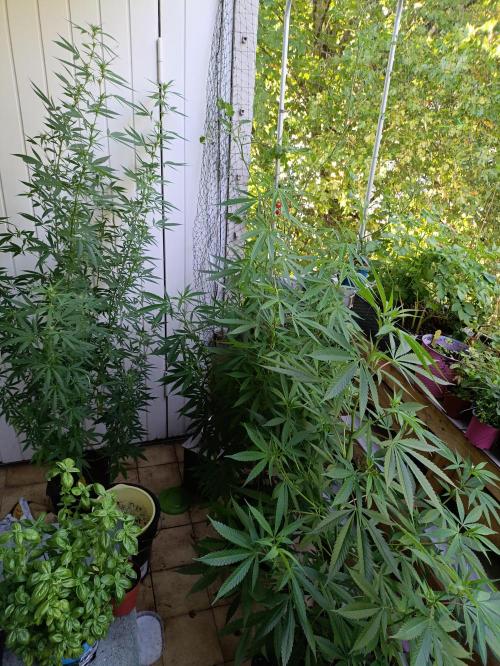 OUTDOOR GROWBOX 1 (5.+6.+6.1+7). Week 28
