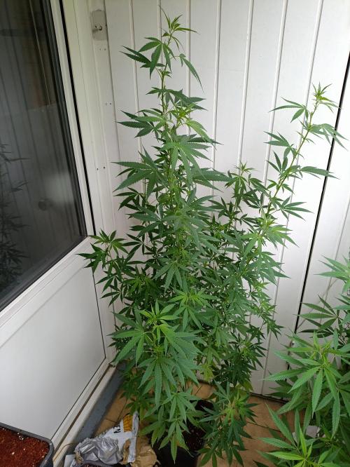 OUTDOOR GROWBOX 1 (5.+6.+6.1+7). Week 28