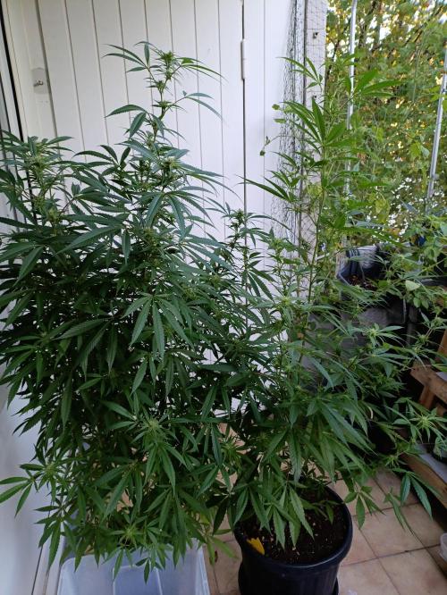 OUTDOOR GROWBOX 1 (5.+6.+6.1+7). Week 30