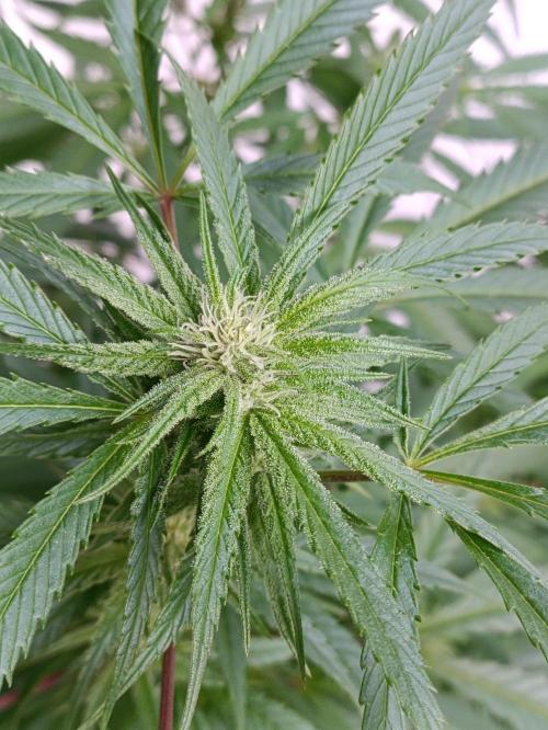 OUTDOOR GROWBOX 1 (5.+6.+6.1+7). Week 30