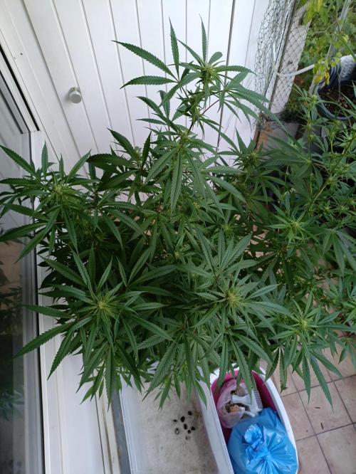 OUTDOOR GROWBOX 1 (5.+6.+6.1+7). Week 30