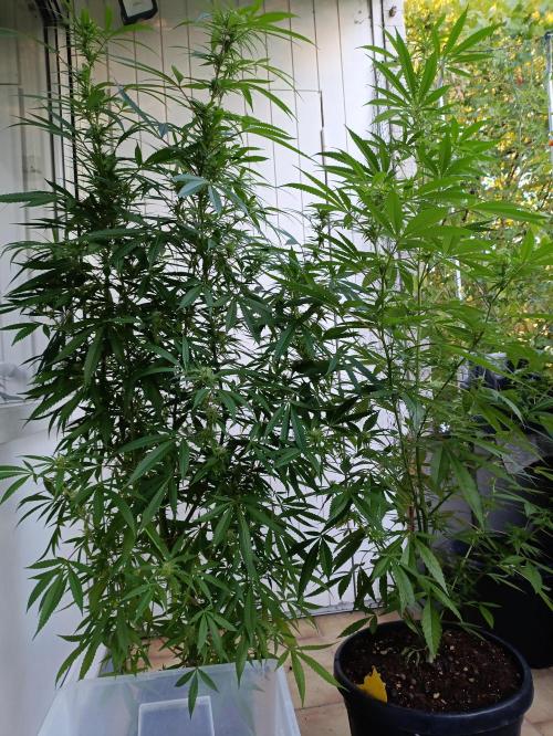 OUTDOOR GROWBOX 1 (5.+6.+6.1+7). Week 30