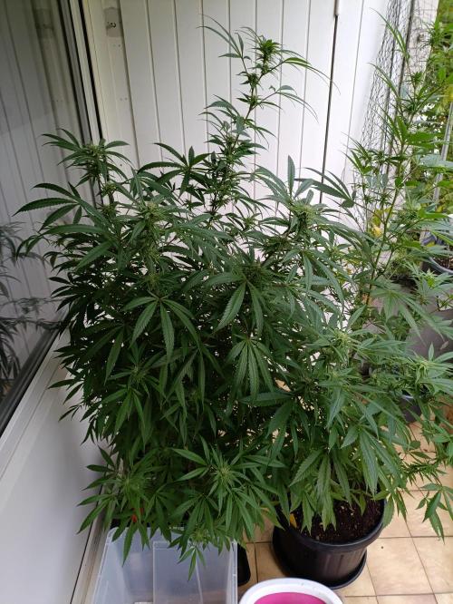 OUTDOOR GROWBOX 1 (5.+6.+6.1+7). Week 30