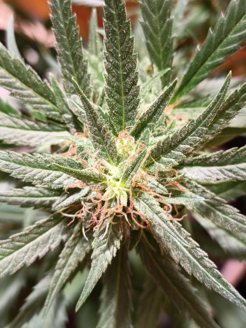 OUTDOOR GROWBOX 1 (5.+6.+6.1+7). Week 30