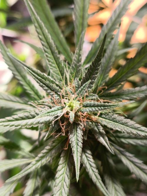 OUTDOOR GROWBOX 1 (5.+6.+6.1+7). Week 30