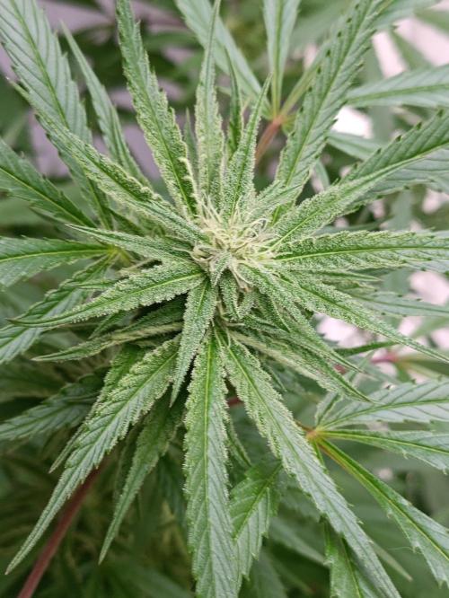 OUTDOOR GROWBOX 1 (5.+6.+6.1+7). Week 30