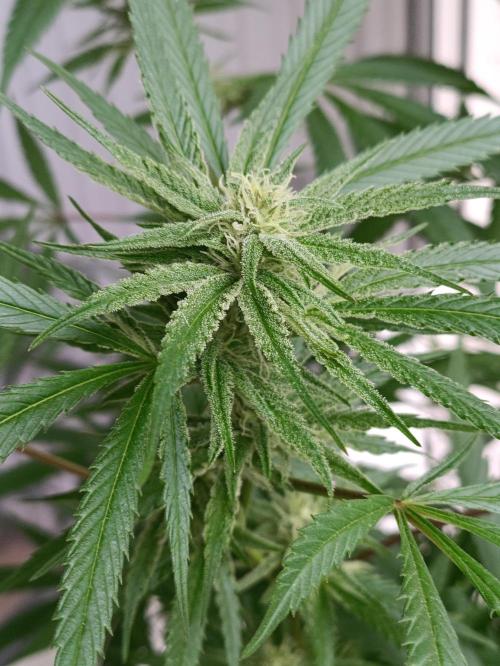OUTDOOR GROWBOX 1 (5.+6.+6.1+7). Week 30