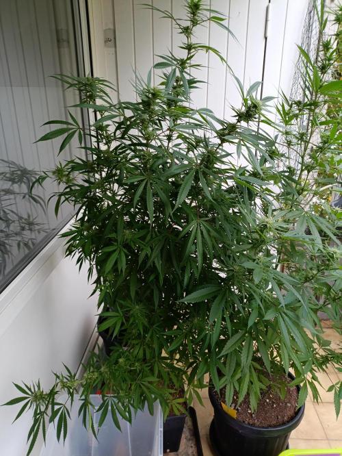 OUTDOOR GROWBOX 1 (5.+6.+6.1+7). Week 30