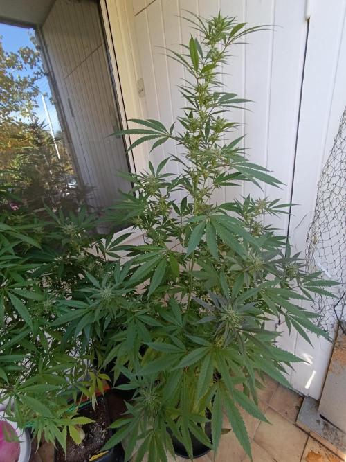 OUTDOOR GROWBOX 1 (5.+6.+6.1+7). Week 30