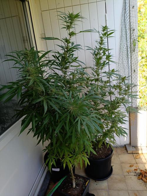 OUTDOOR GROWBOX 1 (5.+6.+6.1+7). Week 30