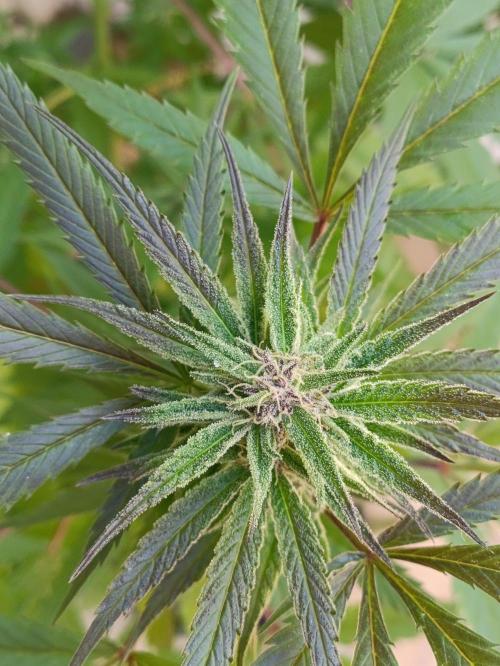 OUTDOOR GROWBOX 1 (5.+6.+6.1+7). Week 30