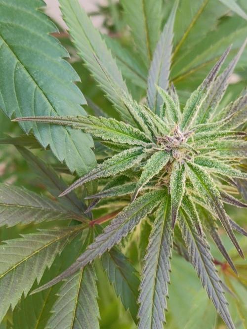 OUTDOOR GROWBOX 1 (5.+6.+6.1+7). Week 30