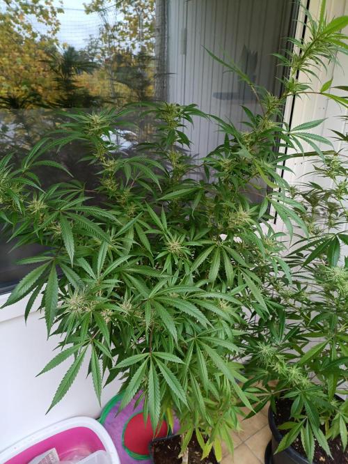 OUTDOOR GROWBOX 1 (5.+6.+6.1+7). Week 30