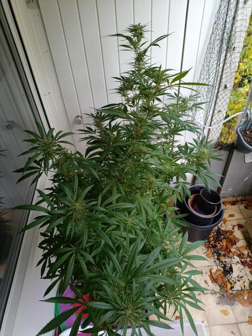 OUTDOOR GROWBOX 1 (5.+6.+6.1+7). Week 30