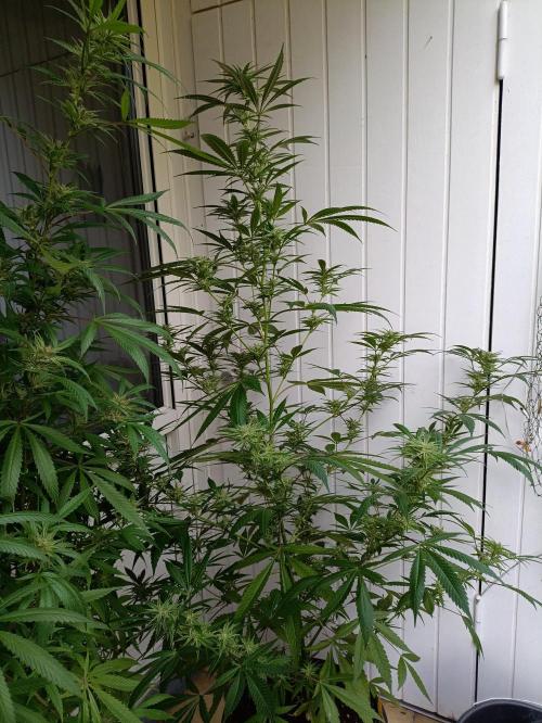 OUTDOOR GROWBOX 1 (5.+6.+6.1+7). Week 30