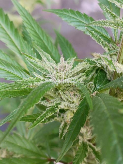OUTDOOR GROWBOX 1 (5.+6.+6.1+7). Week 30