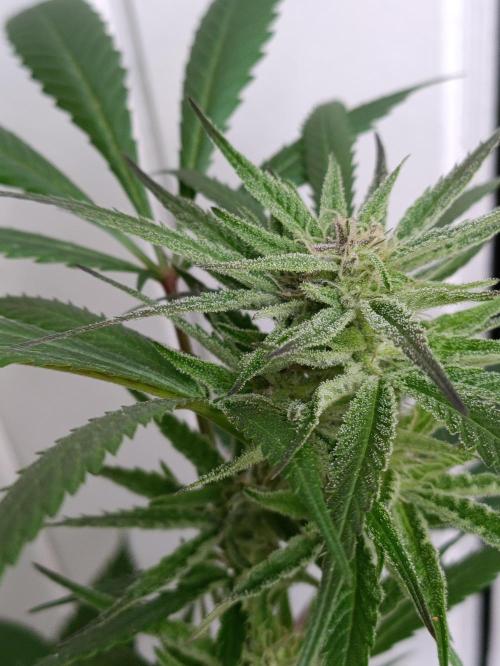 OUTDOOR GROWBOX 1 (5.+6.+6.1+7). Week 30