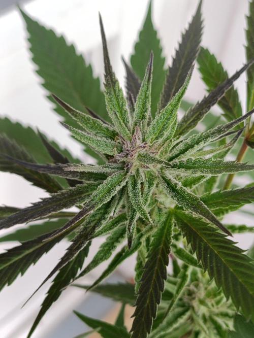 OUTDOOR GROWBOX 1 (5.+6.+6.1+7). Week 30