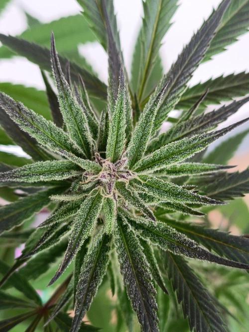 OUTDOOR GROWBOX 1 (5.+6.+6.1+7). Week 30