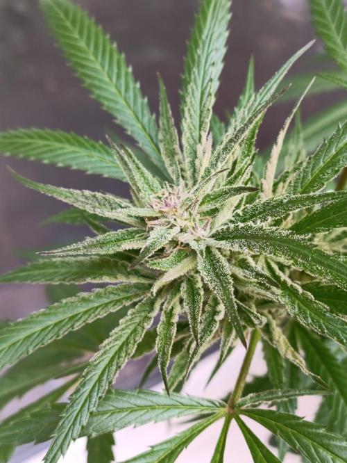 OUTDOOR GROWBOX 1 (5.+6.+6.1+7). Week 30