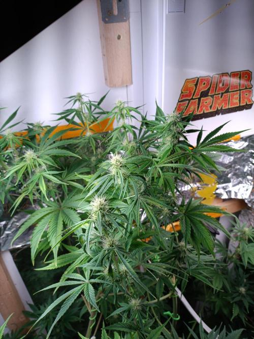 GROWBOX 3 (14.+15.+16.). Week 7