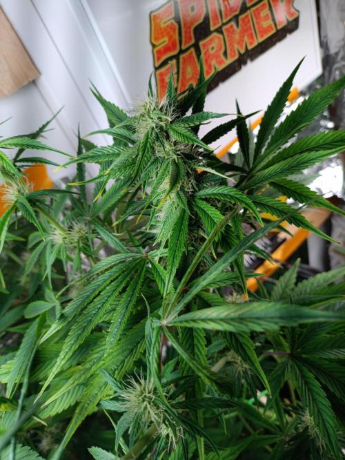 GROWBOX 3 (14.+15.+16.). Week 7