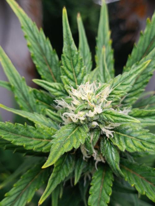 GROWBOX 3 (14.+15.+16.). Week 7