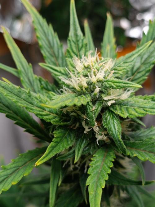 GROWBOX 3 (14.+15.+16.). Week 7