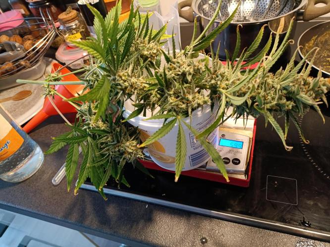 GROWBOX 1 (8.+9.+10.). Week 14