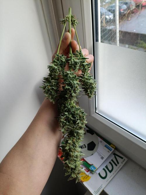 GROWBOX 1 (8.+9.+10.). Week 14