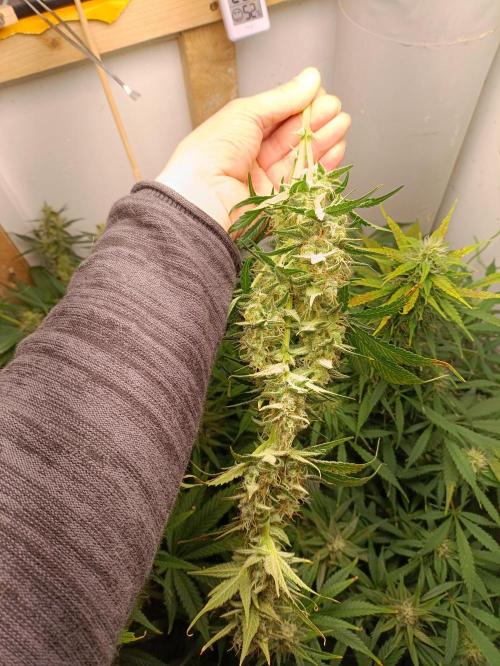 GROWBOX 1 (8.+9.+10.). Week 14