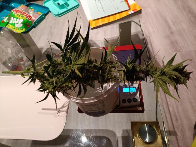 GROWBOX 1 (8.+9.+10.). Week 14