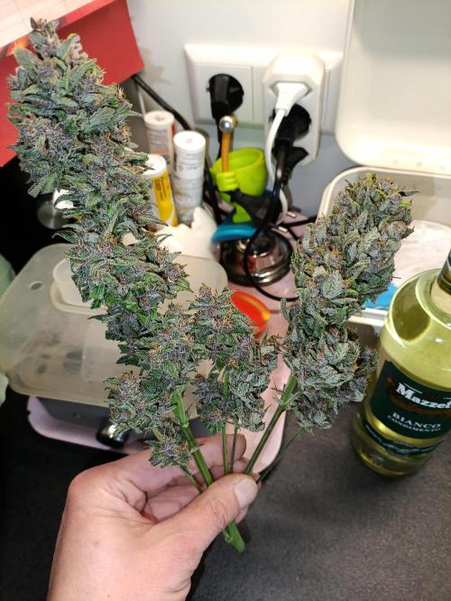 GROWBOX 2 (11.+12.+13.). Week 13