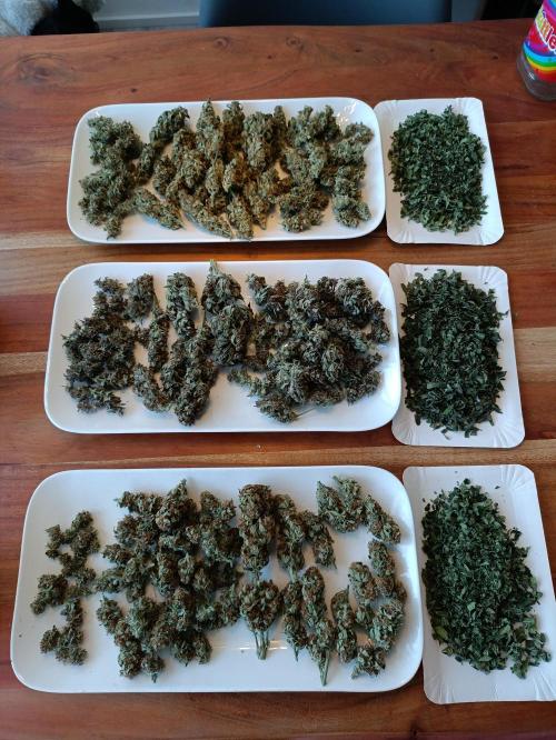 GROWBOX 2 (11.+12.+13.). Week 13