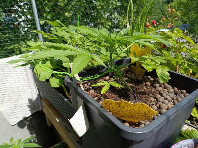 OUTDOOR GROWBOX 1 (5.+5.1+6.+7). Week 14 - 7. "Calimaltefornia"