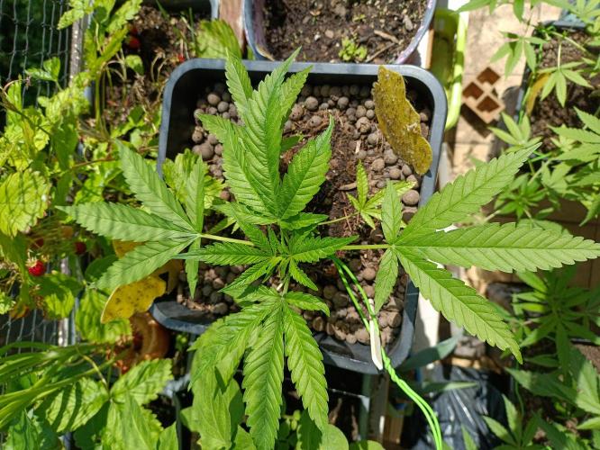 OUTDOOR GROWBOX 1 (5.+5.1+6.+7). Week 14