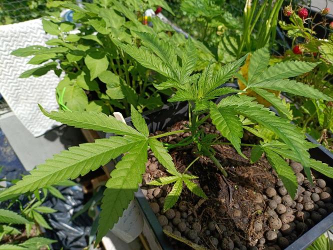 OUTDOOR GROWBOX 1 (5.+5.1+6.+7). Week 14