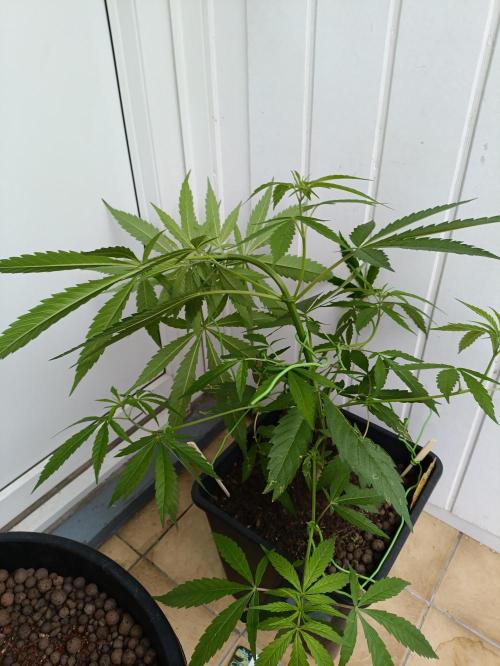 OUTDOOR GROWBOX 1 (5.+5.1+6.+7). Week 14 - 5. "Buds Pencer"