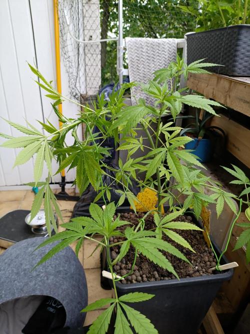 OUTDOOR GROWBOX 1 (5.+5.1+6.+7). Week 14