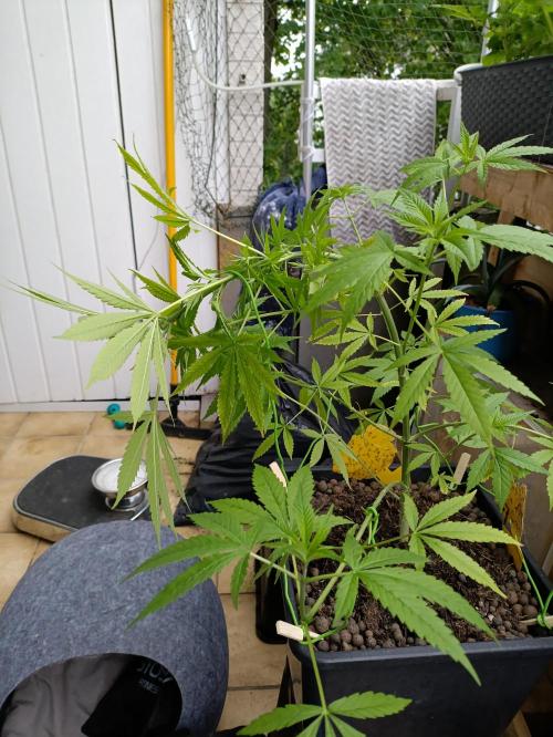 OUTDOOR GROWBOX 1 (5.+5.1+6.+7). Week 14