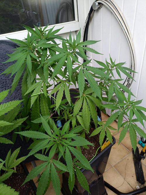 OUTDOOR GROWBOX 1 (5.+5.1+6.+7). Week 16 - 5. "Buds Pencer"