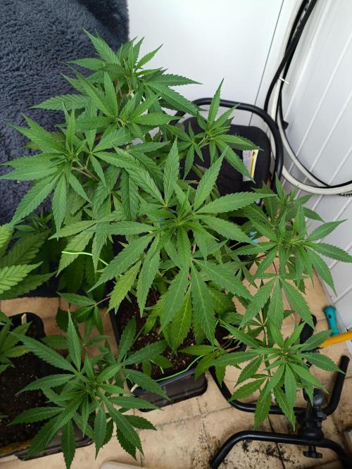 OUTDOOR GROWBOX 1 (5.+5.1+6.+7). Week 16